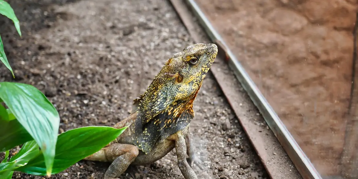 Close-up of a lizard inside its terrarium beside the glass wall, sitting on soil substrate with a green plant nearby.