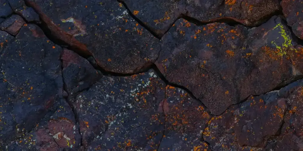 Choosing the Right Drainage Layer: LECA vs. Gravel for Bioactive Setups