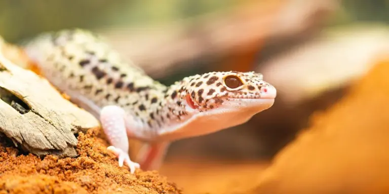 Close-up of a leopard gecko perched on rocky terrain, with a pale pink head and speckled body.