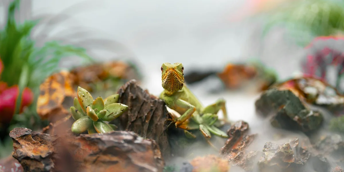 Two small geckos perched on rocky substrate inside a glass terrarium with green plants, illustrating humidity and shedding challenges.