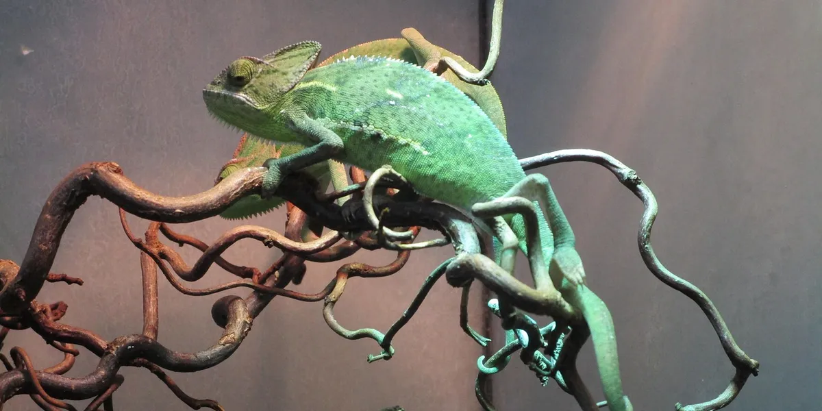 Green chameleon perched on twisting branches inside a bioactive vivarium.