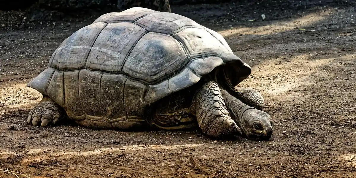A large tortoise resting on dry, dusty ground in a shaded outdoor area.