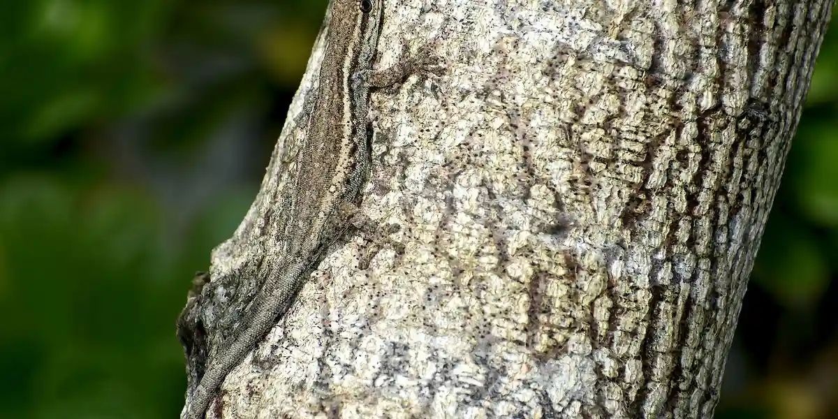 Close-up of rough tree bark texture