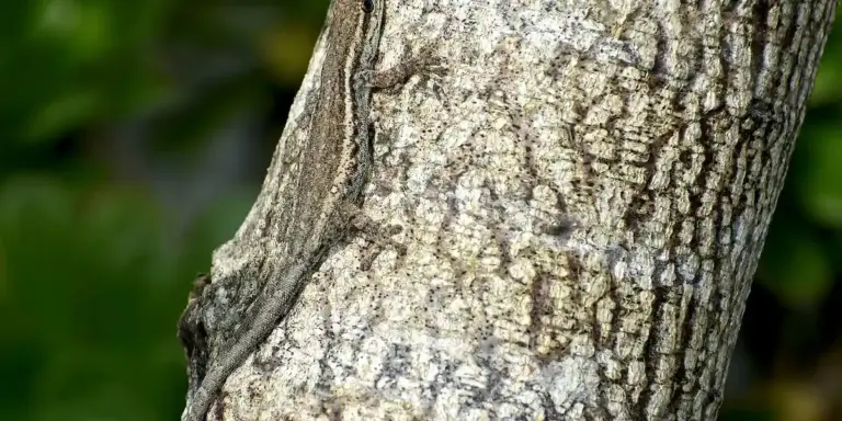 Close-up of rough tree bark with a blurred green background.