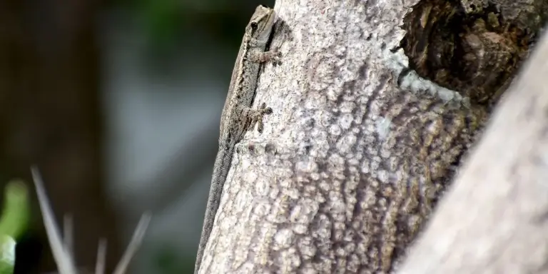 Close-up of textured tree bark on a branch