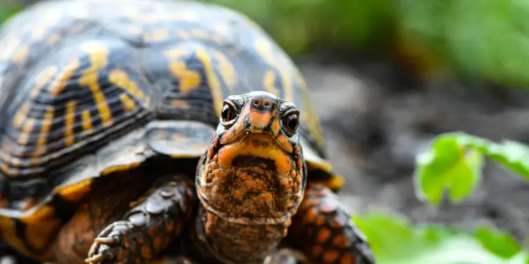 Close-up of a turtle facing the camera