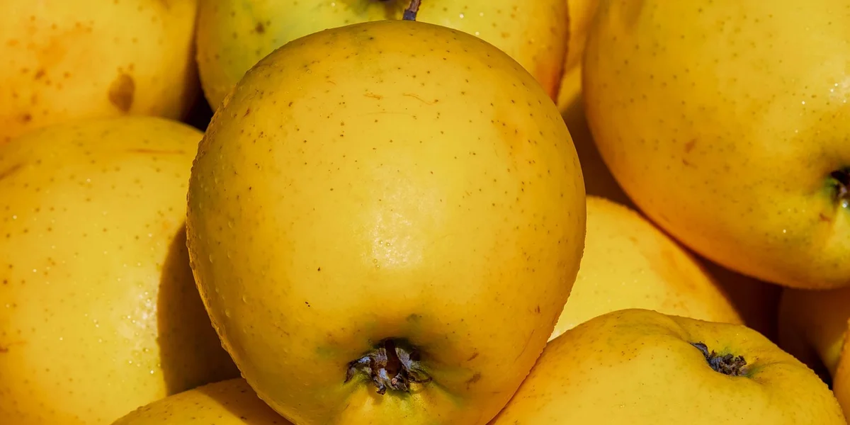 Close-up of yellow apples piled together